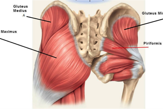 Gluteal Tendinopathy – Exercise & Education? Corticosteroid injection? Wait and see? Which Option is Best