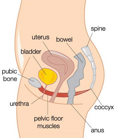 pelvic floor muscle diagram women